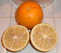 Cut Carrizo citrange fruit