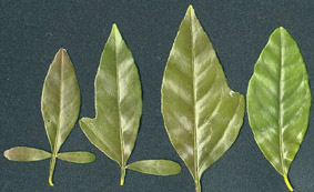 Citangedin leaves