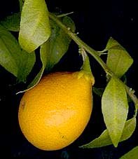 citrangequat fruit