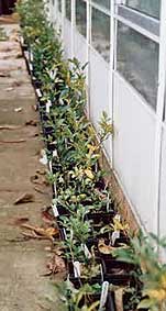 citrange seedlings