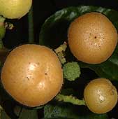 Wampee fruit