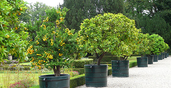 Citrus trees at Twickel