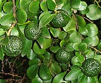 Round Lime fruit cluster