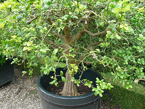Old potted Poncirus trifoliata