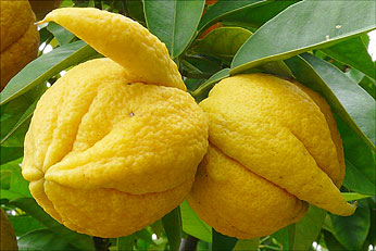 Fruit of Citrus aurantium Corniculata