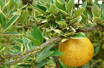 Variegated Chinotto ripe fruit