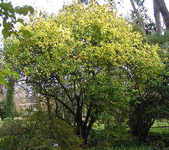 Oxford Botanic Garden Poncirus trifoliata
