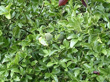 fruiting Poncirus trifoliata, Manor Gardens, Exmouth