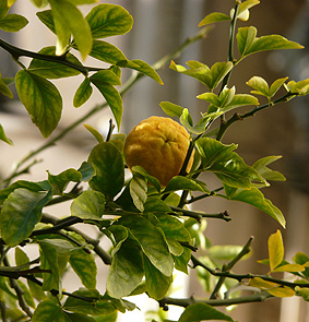 St. Paul's Japanese Bitter Orange fruit 