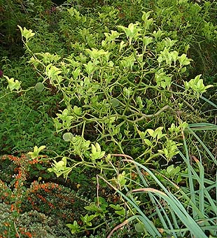 Poncirus trifoliata  near Pompeian Gdn, Dyffryn