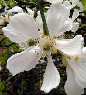 Poncirus flower close up