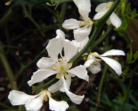 flowering Poncirus trifoliata twig