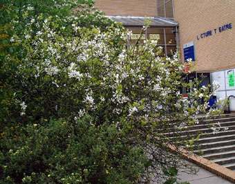 Surrey University Poncirus in flower 2