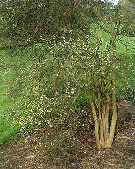 Kew Gardens Poncirus trifoliata