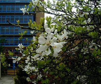 Surrey University Poncirus in flower 3