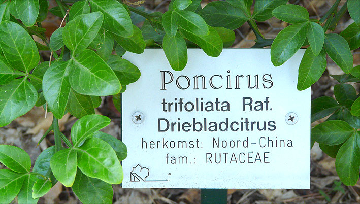 Bokrijk Poncirus trifoliata label