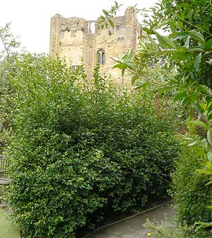 Guildford Castle Gardens Poncirus