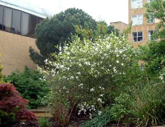 wide view Surrey University Poncirus in flower