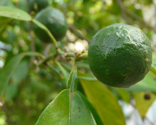 Palermo Citrus Bizzarria. Immature fruit