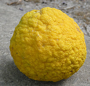 Mature fruit - possibly from Bizzarria tree